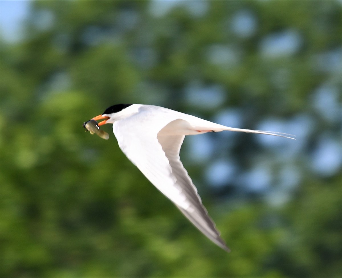 Forster's Tern - ML460220551