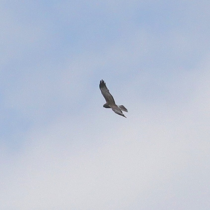 Northern Harrier - ML460220591