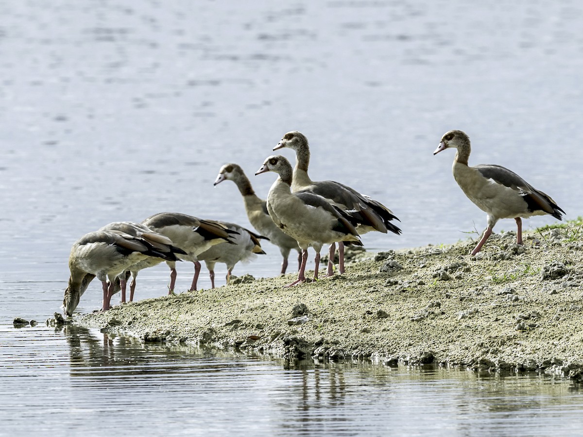 Egyptian Goose