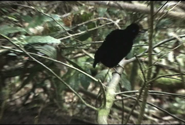 Eastern Parotia - ML460223