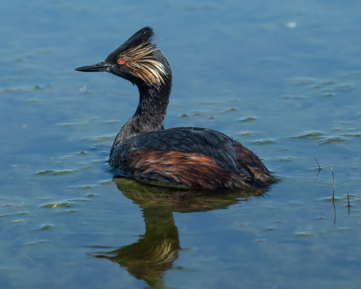 Eared Grebe - Joe Breidenbach