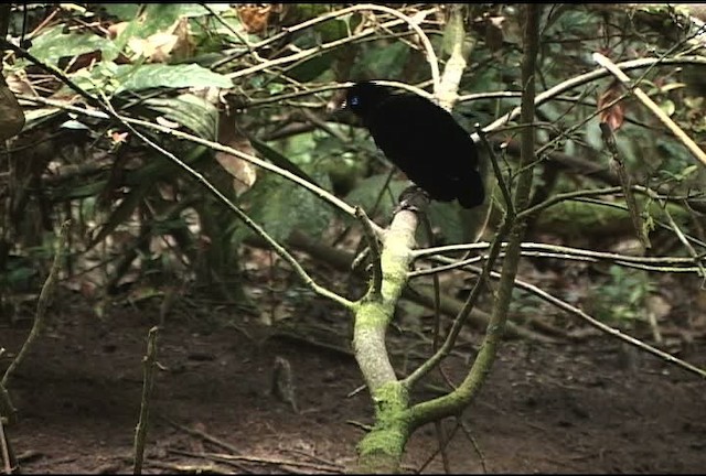 Eastern Parotia - ML460225