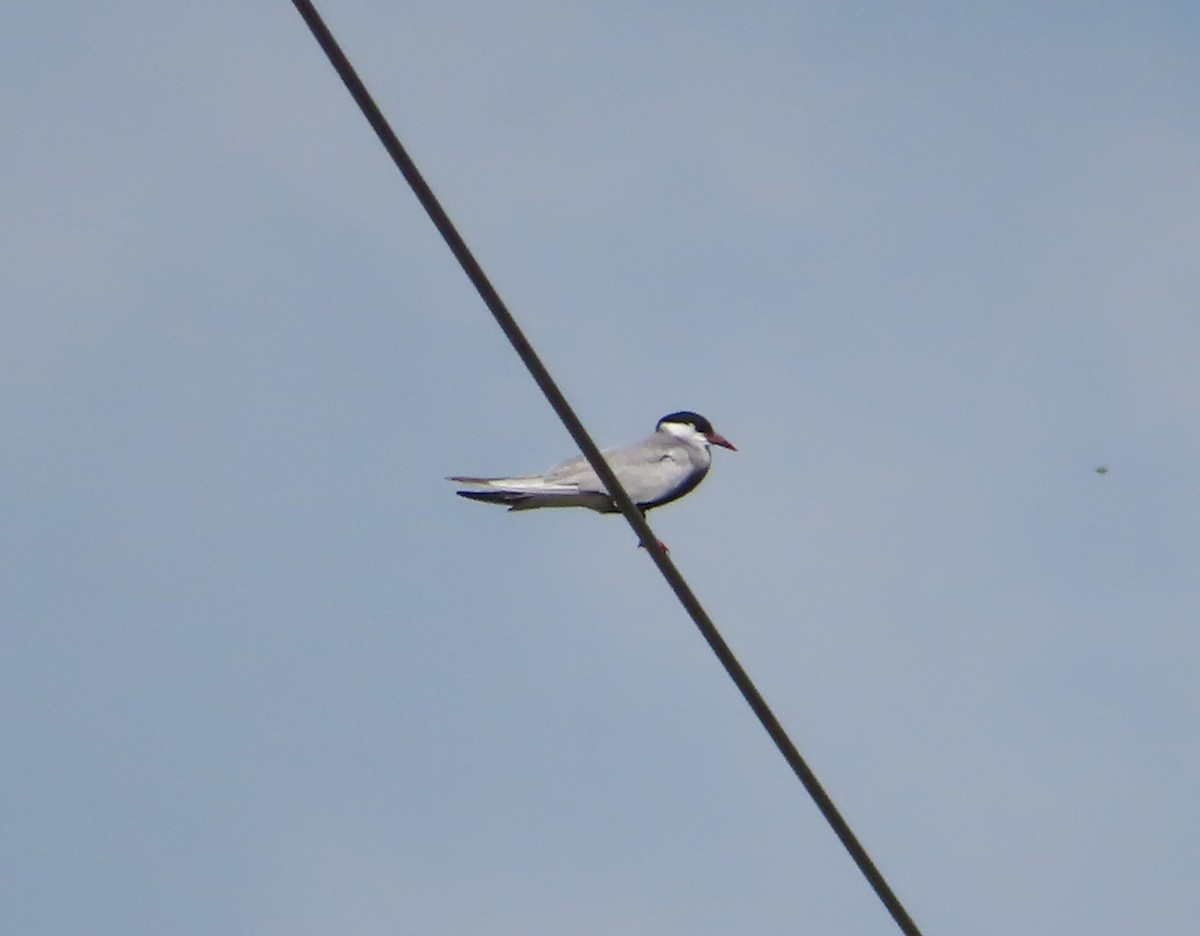 Цагаан шанаат хараалай - ML460229601