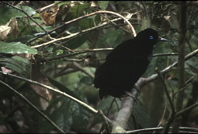 Eastern Parotia - ML460230