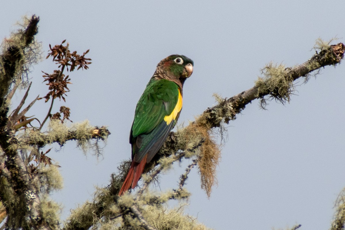 Brown-breasted Parakeet - Sarah M