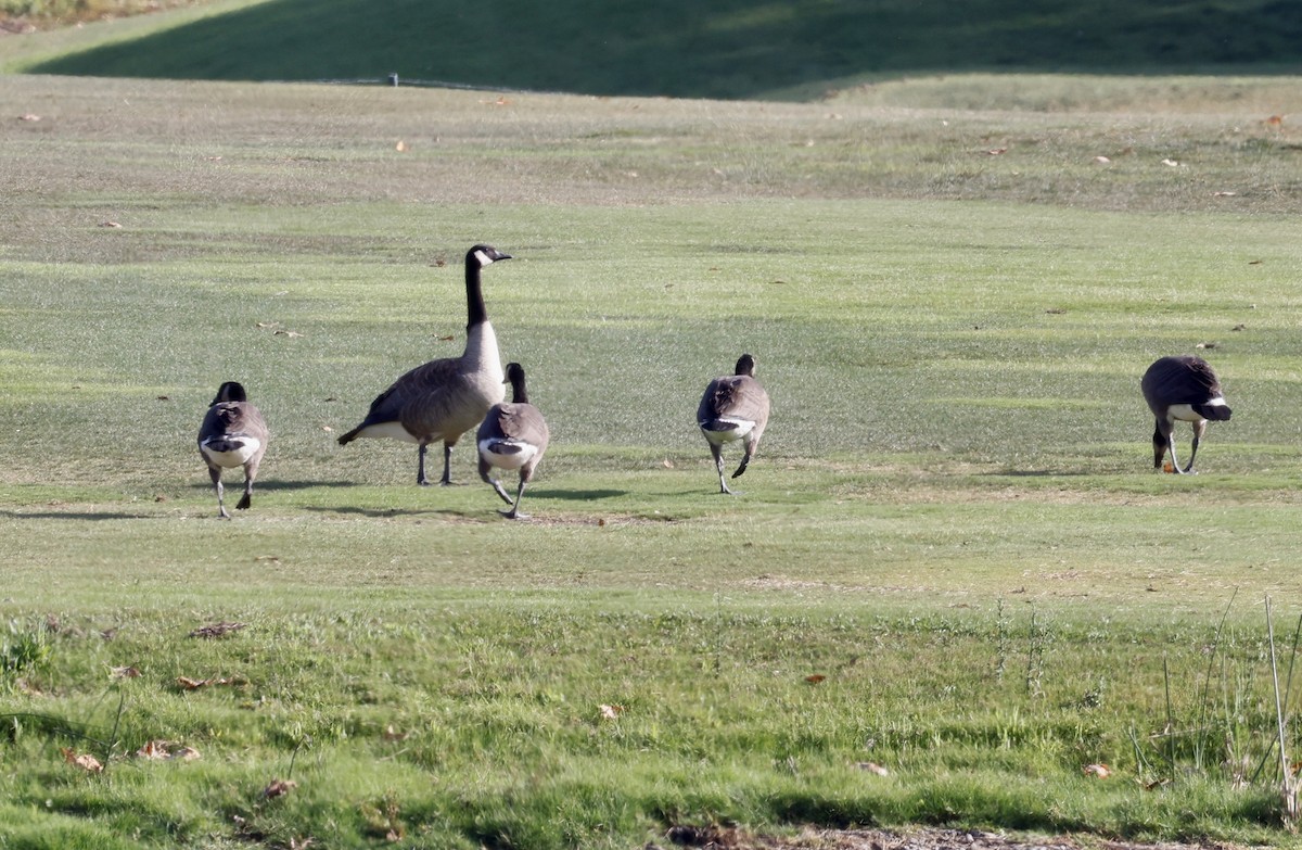 Canada Goose - ML460233141