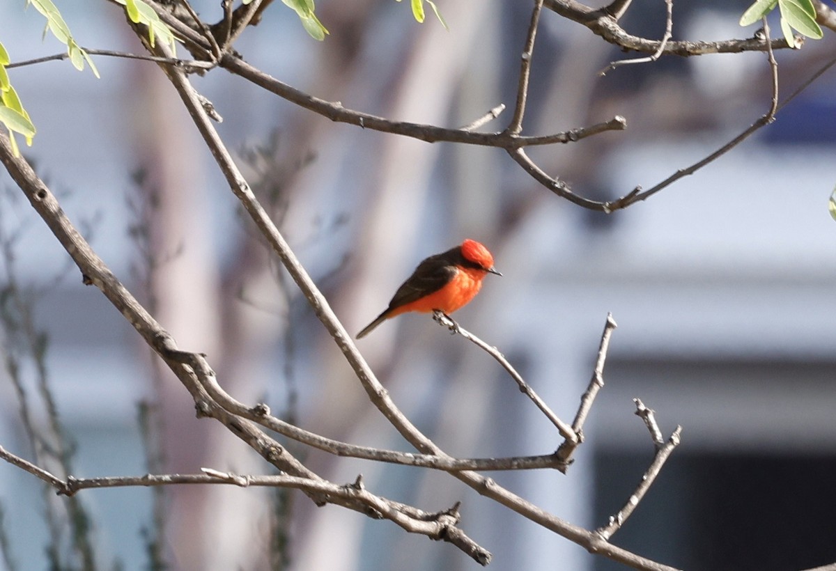 Vermilion Flycatcher - John Bruin