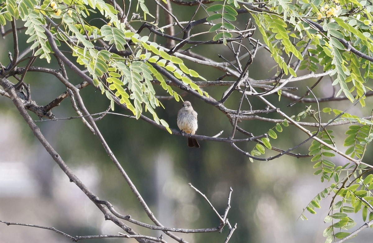 Vermilion Flycatcher - ML460233231