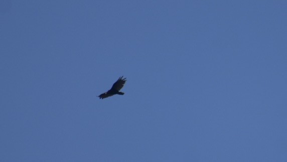 Turkey Vulture - ML460233351