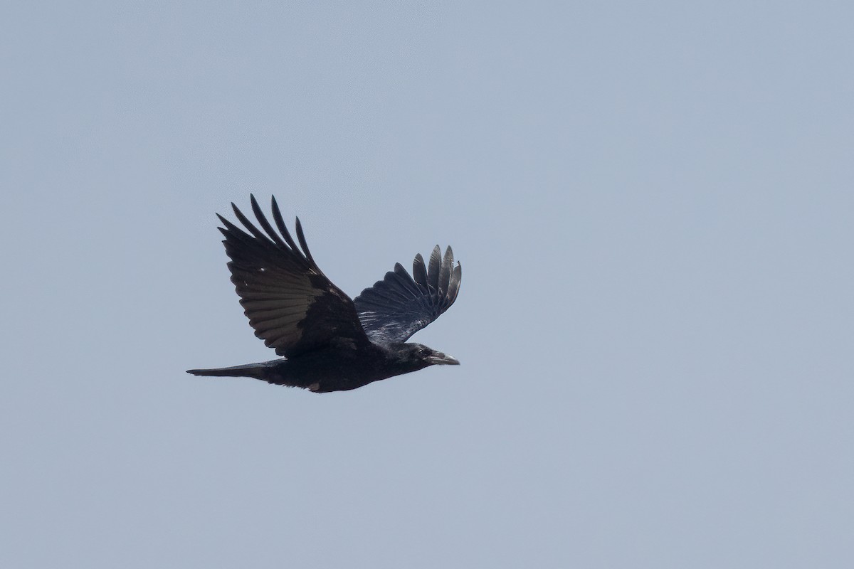 Chihuahuan Raven - ML460234541