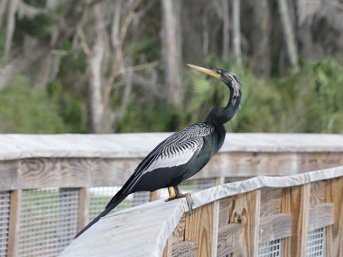 Anhinga - Shelley Rutkin