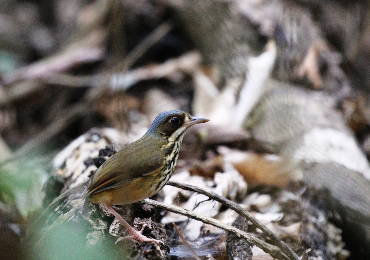 Masked Antpitta - ML460235251