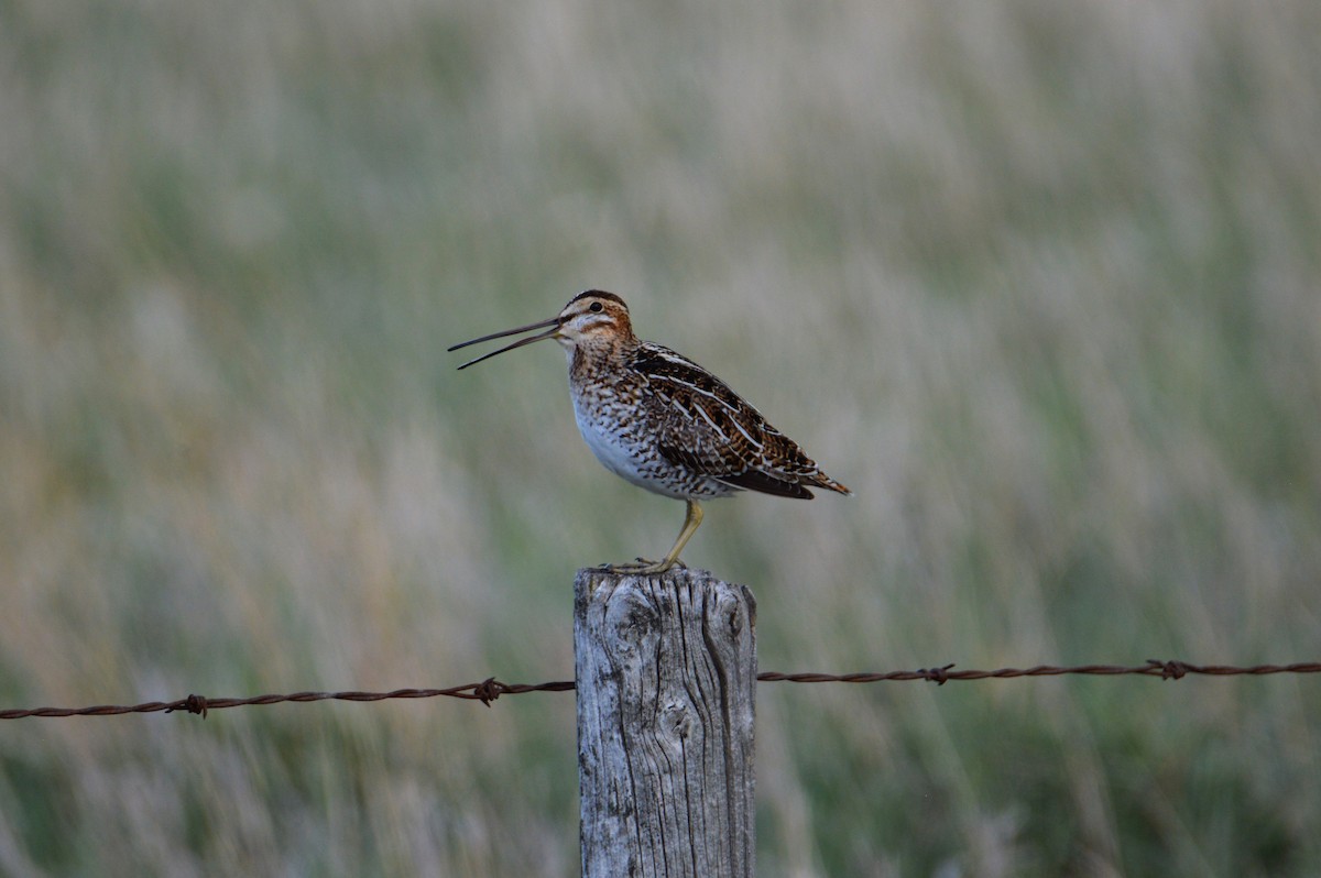 Wilson's Snipe - ML460236161