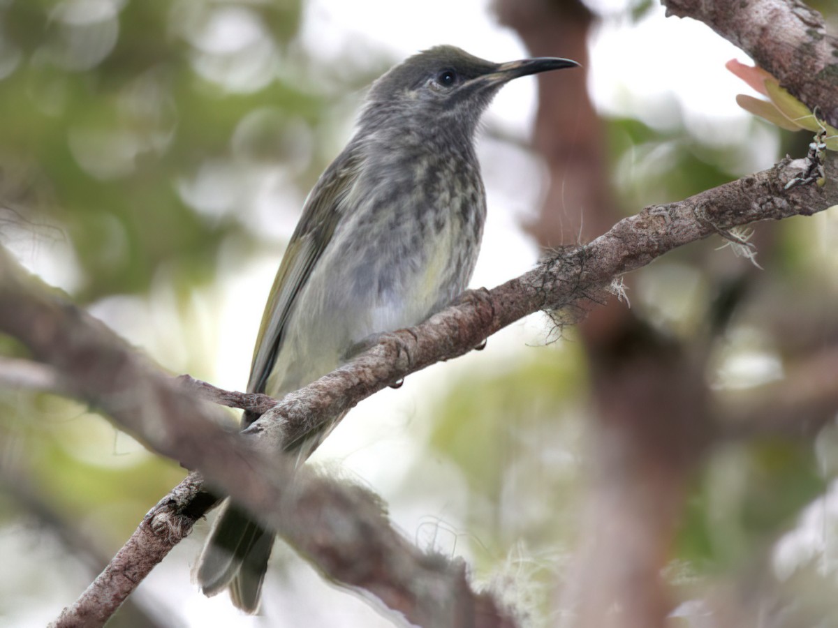 Seram Honeyeater - eBird