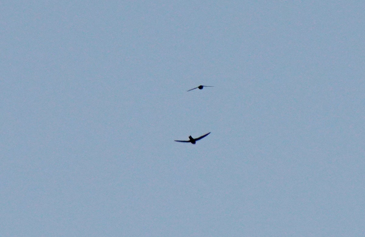 Black Swift - Pitta Tours