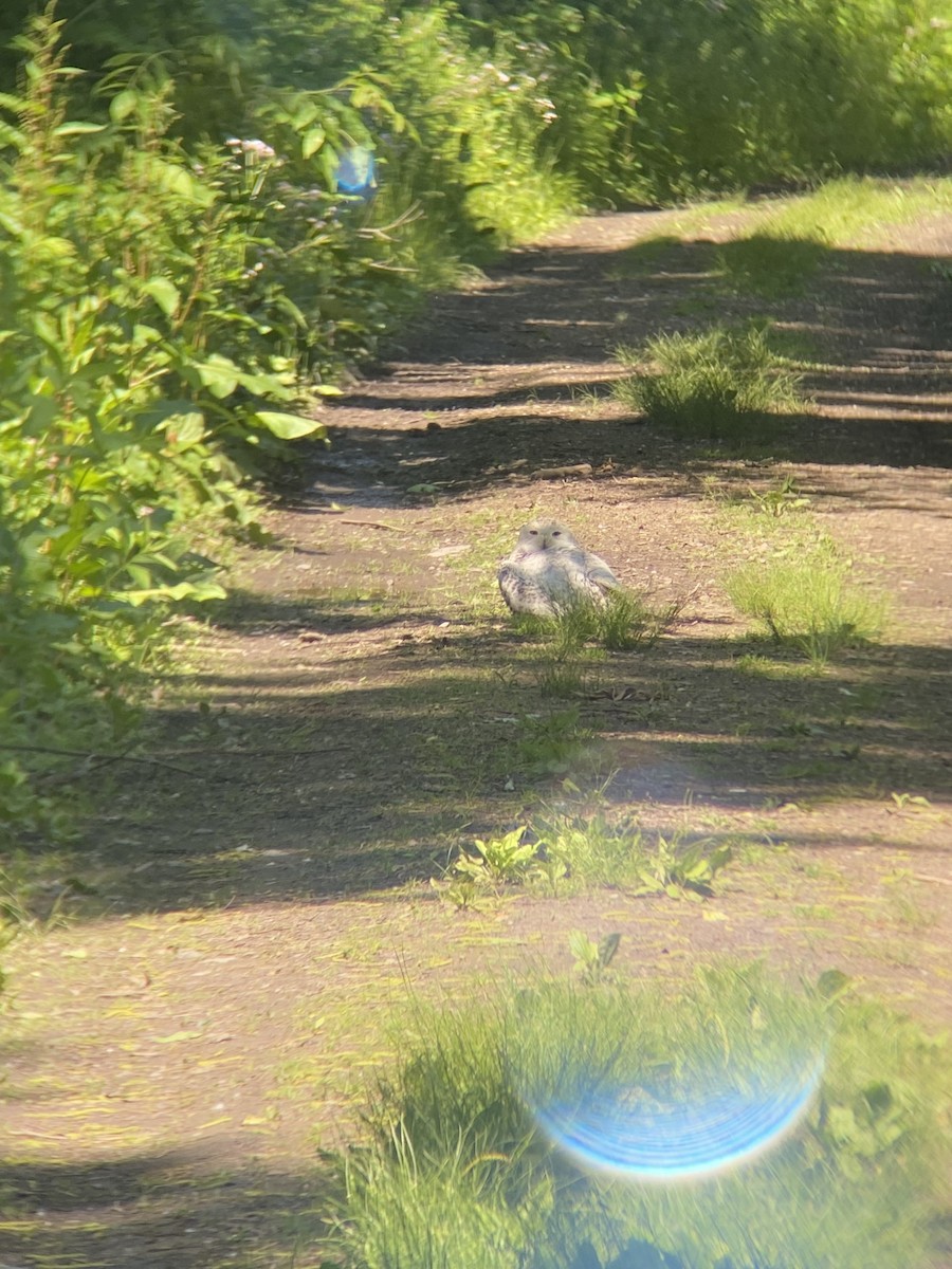 Snowy Owl - WNY Records