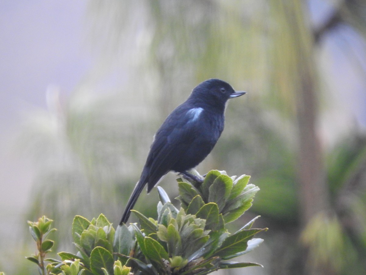 Glossy Flowerpiercer - Agustin Carrasco