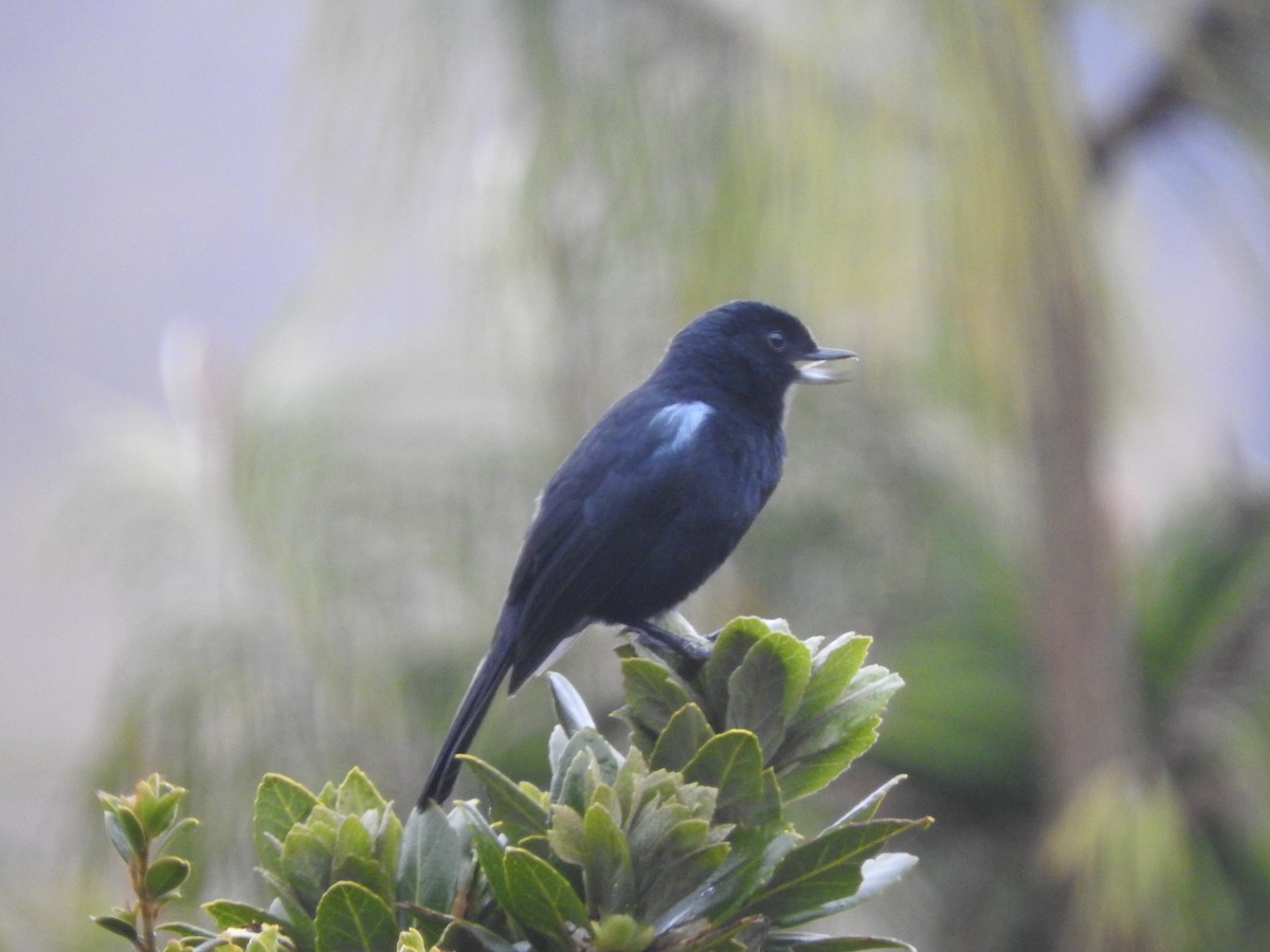 Glossy Flowerpiercer - Agustin Carrasco