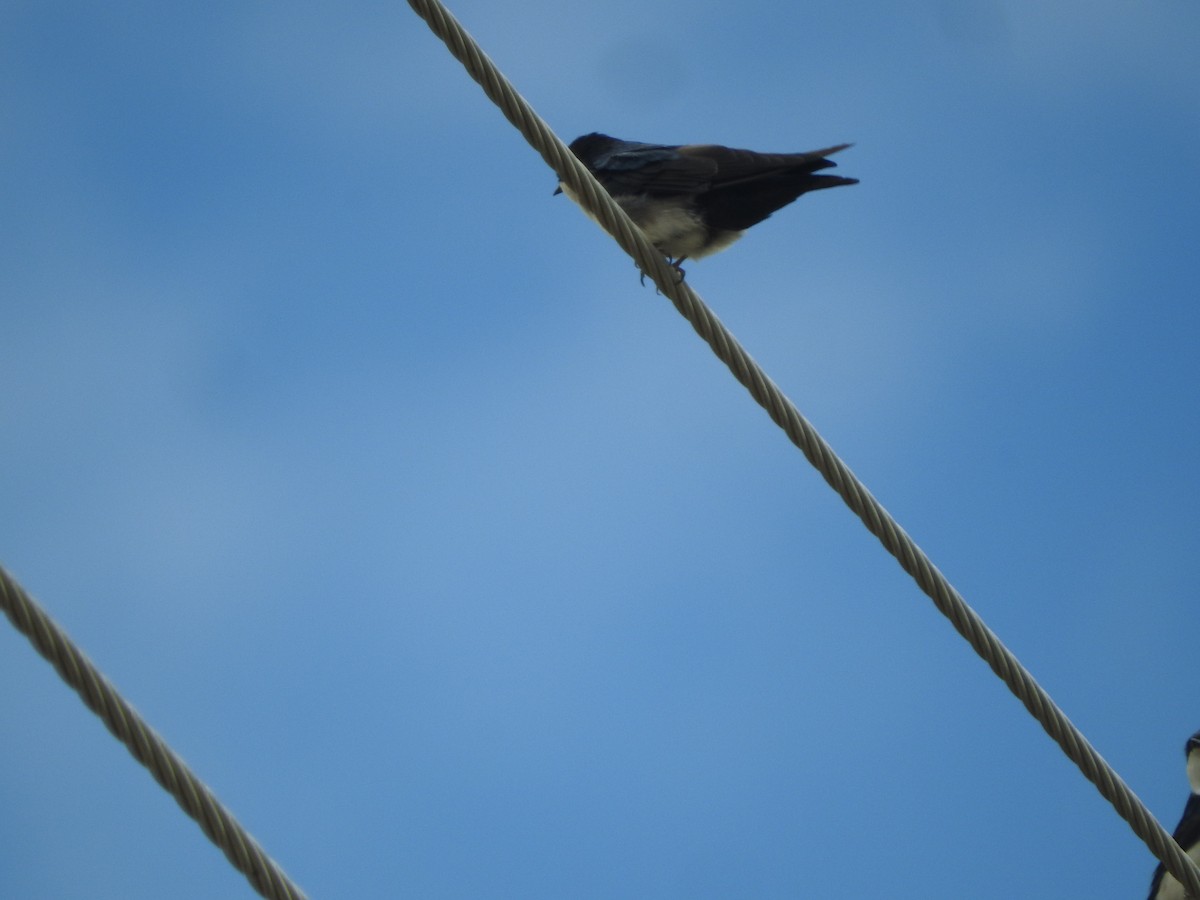 Blue-and-white Swallow - ML460240311