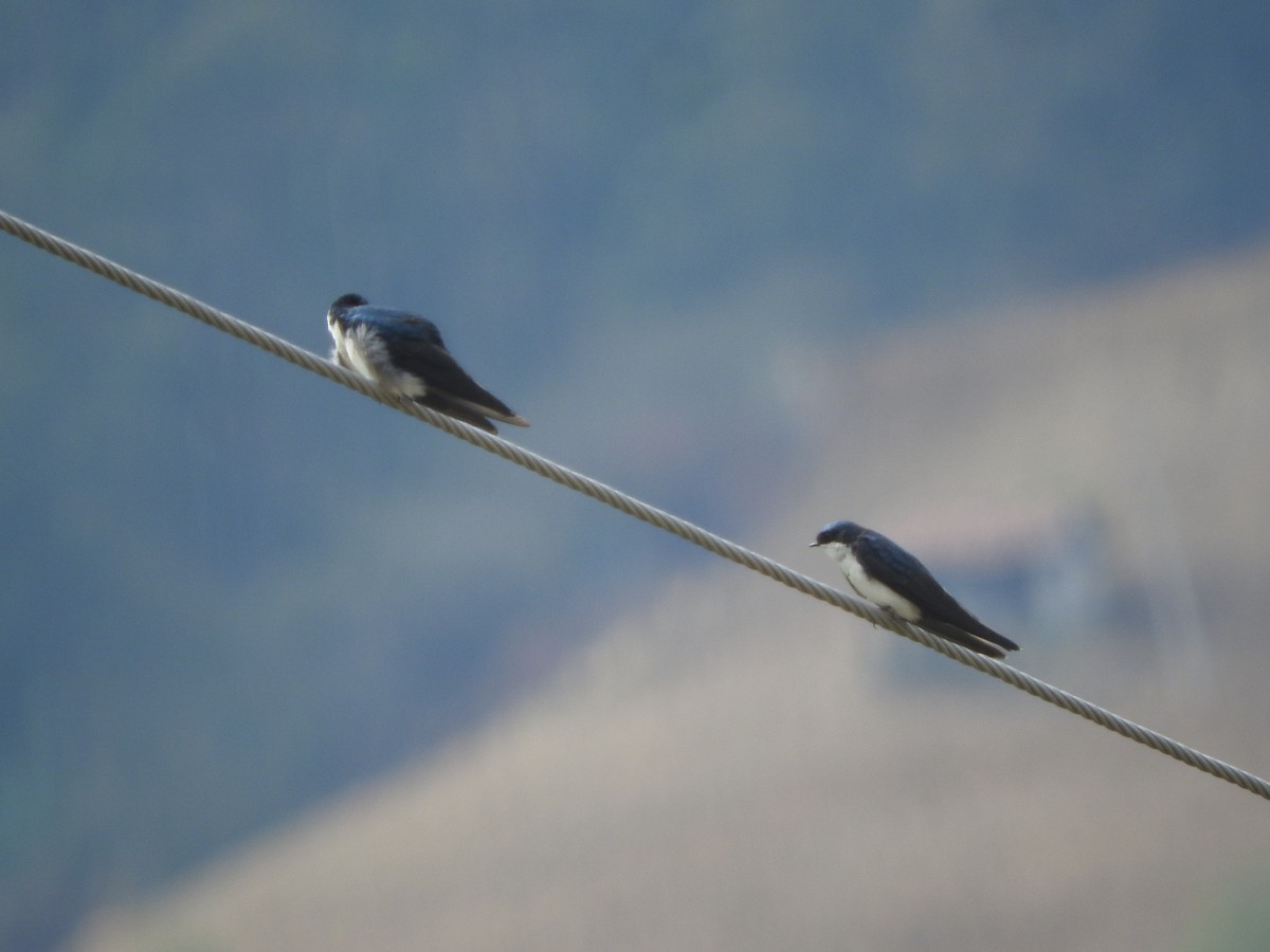 Blue-and-white Swallow - ML460240321
