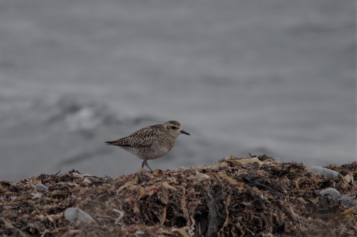 Pacific Golden-Plover - ML460241571