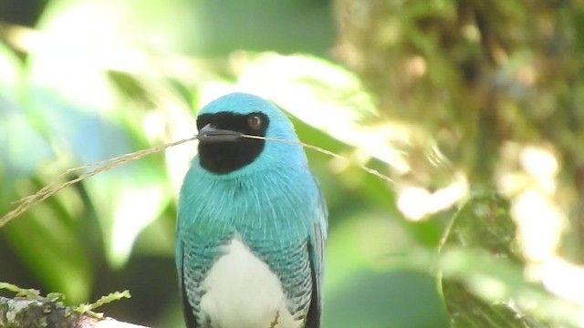 Swallow Tanager - ML460244751