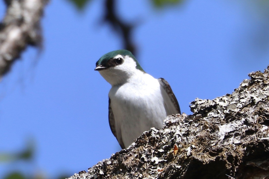 Violet-green Swallow - ML460244971