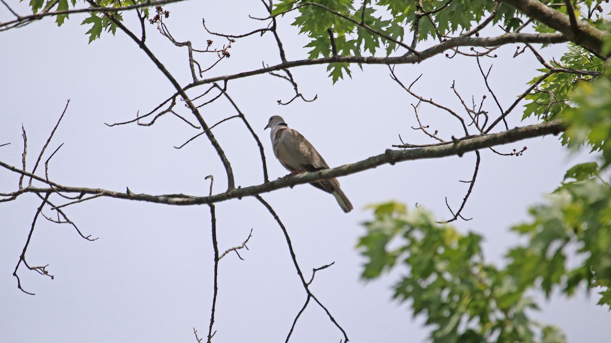 Eurasian Collared-Dove - ML460245441