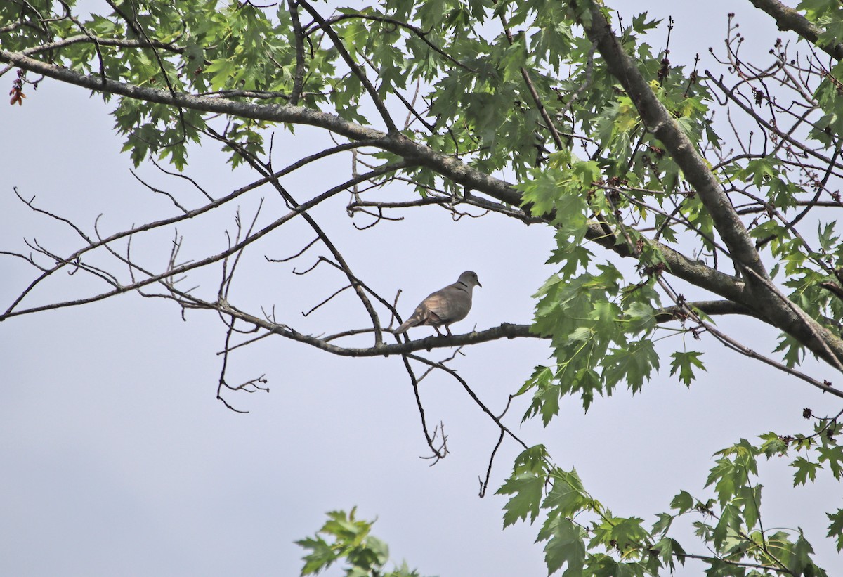 Eurasian Collared-Dove - ML460245461