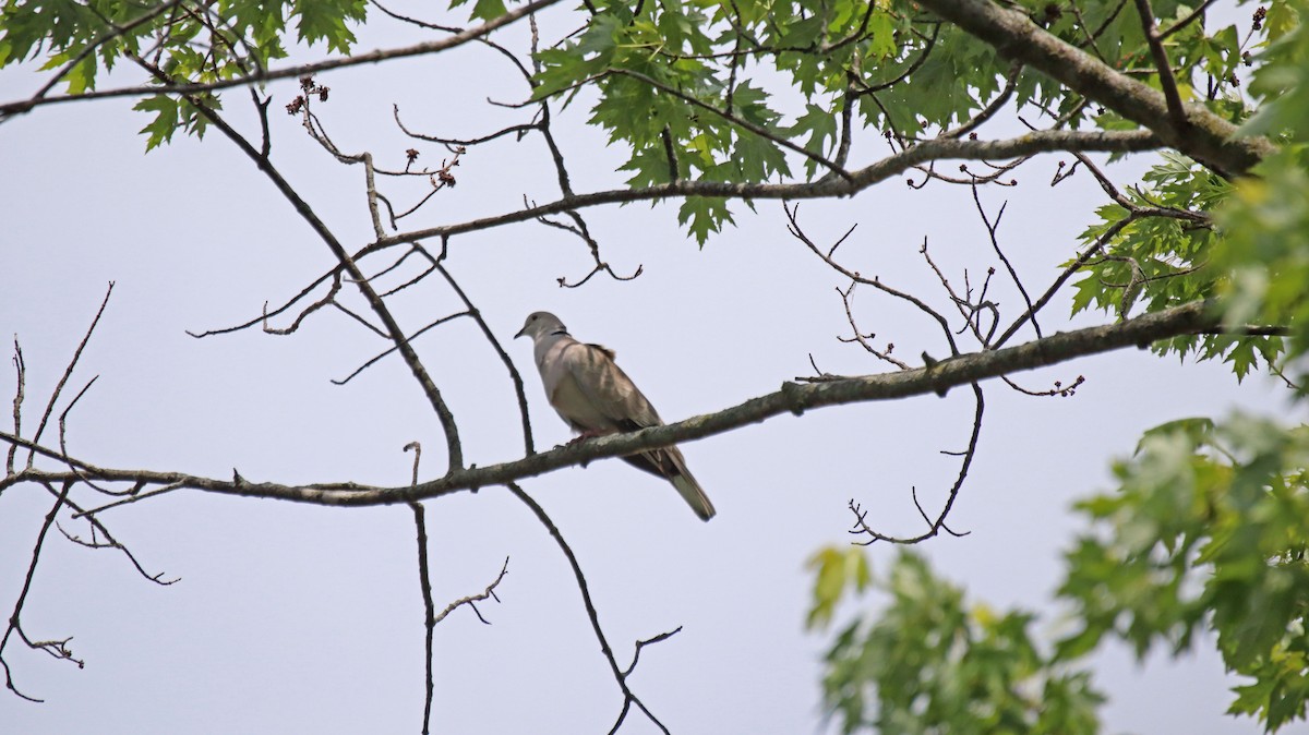 Eurasian Collared-Dove - ML460245471