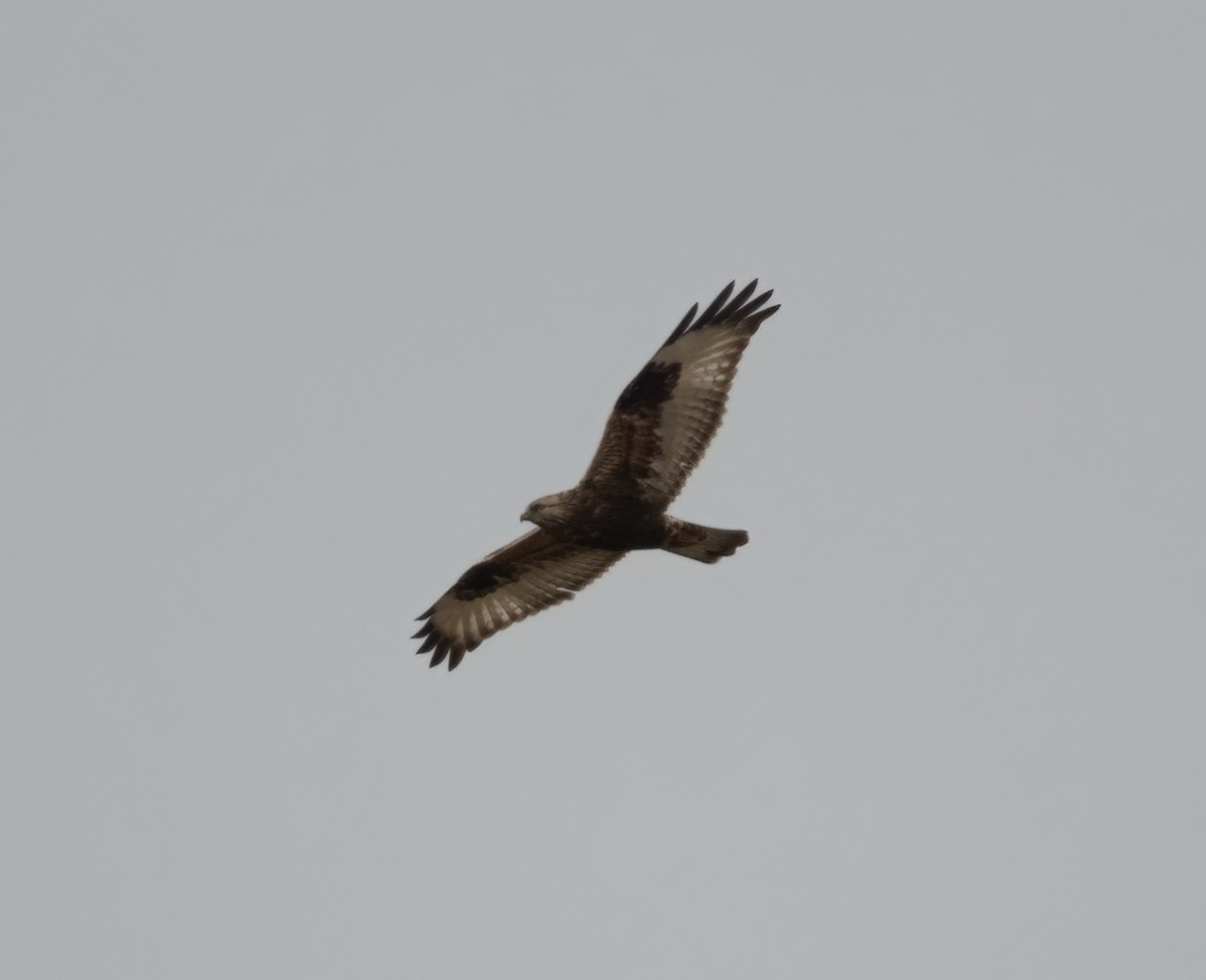 Rough-legged Hawk - ML460246301