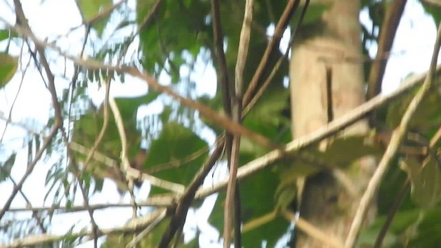 White-bellied Pygmy-Tyrant - ML460246921