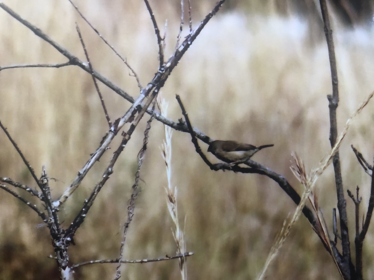 Madagascar Munia - ML460247211