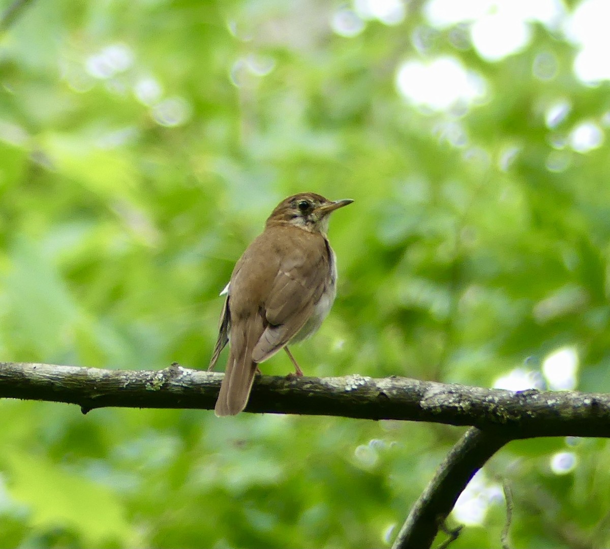 Veery - ML460248161