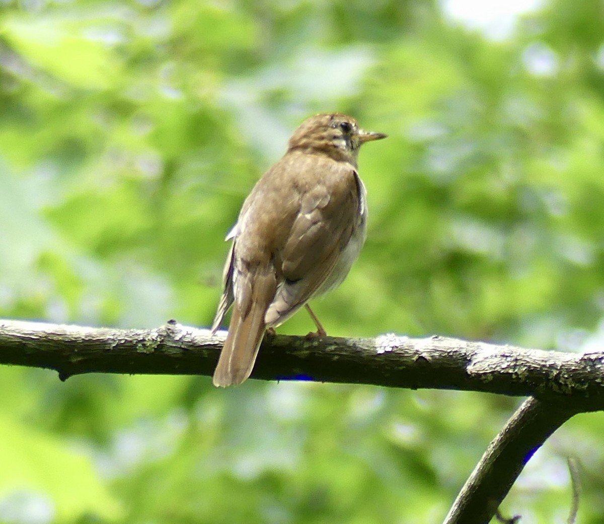 Veery - ML460248171