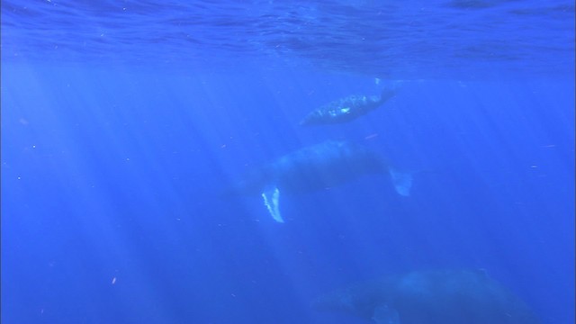 Humpback Whale - ML460251
