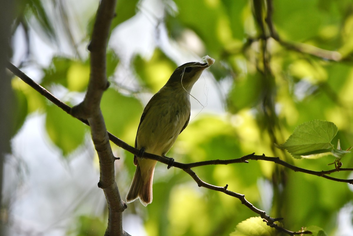 Warbling Vireo (Eastern) - Dan O'Brien