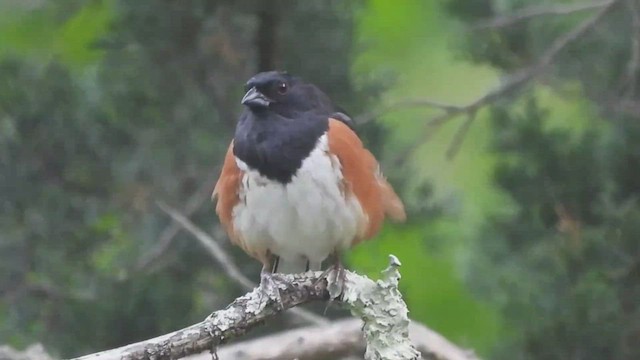 Eastern Towhee - ML460252061