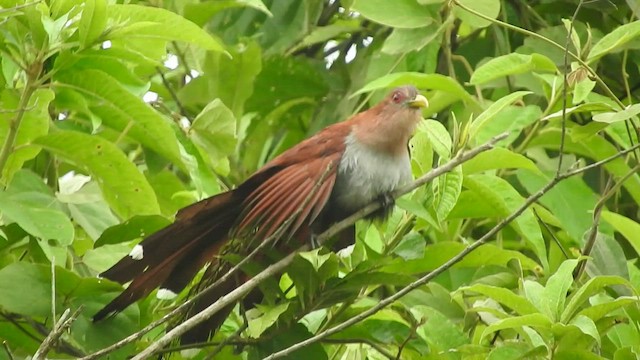 Squirrel Cuckoo - ML460252501