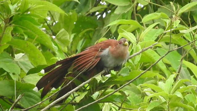 Squirrel Cuckoo - ML460252601