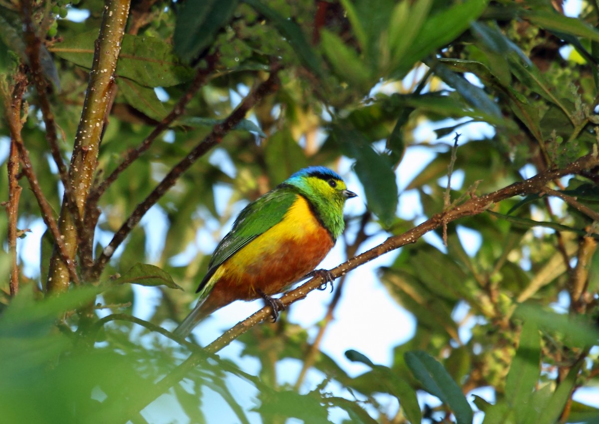 Chestnut-breasted Chlorophonia - Nigel Voaden