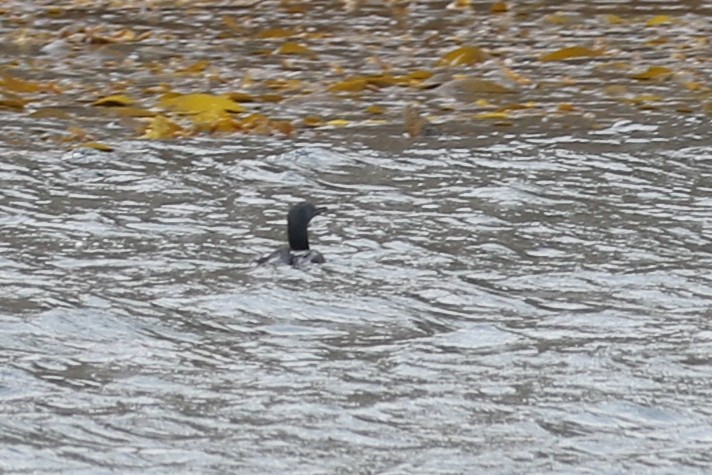 Common Loon - ML460253721