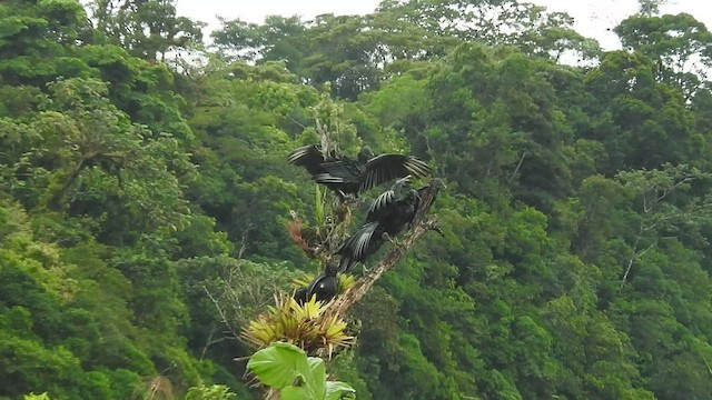 Black Vulture - ML460253771