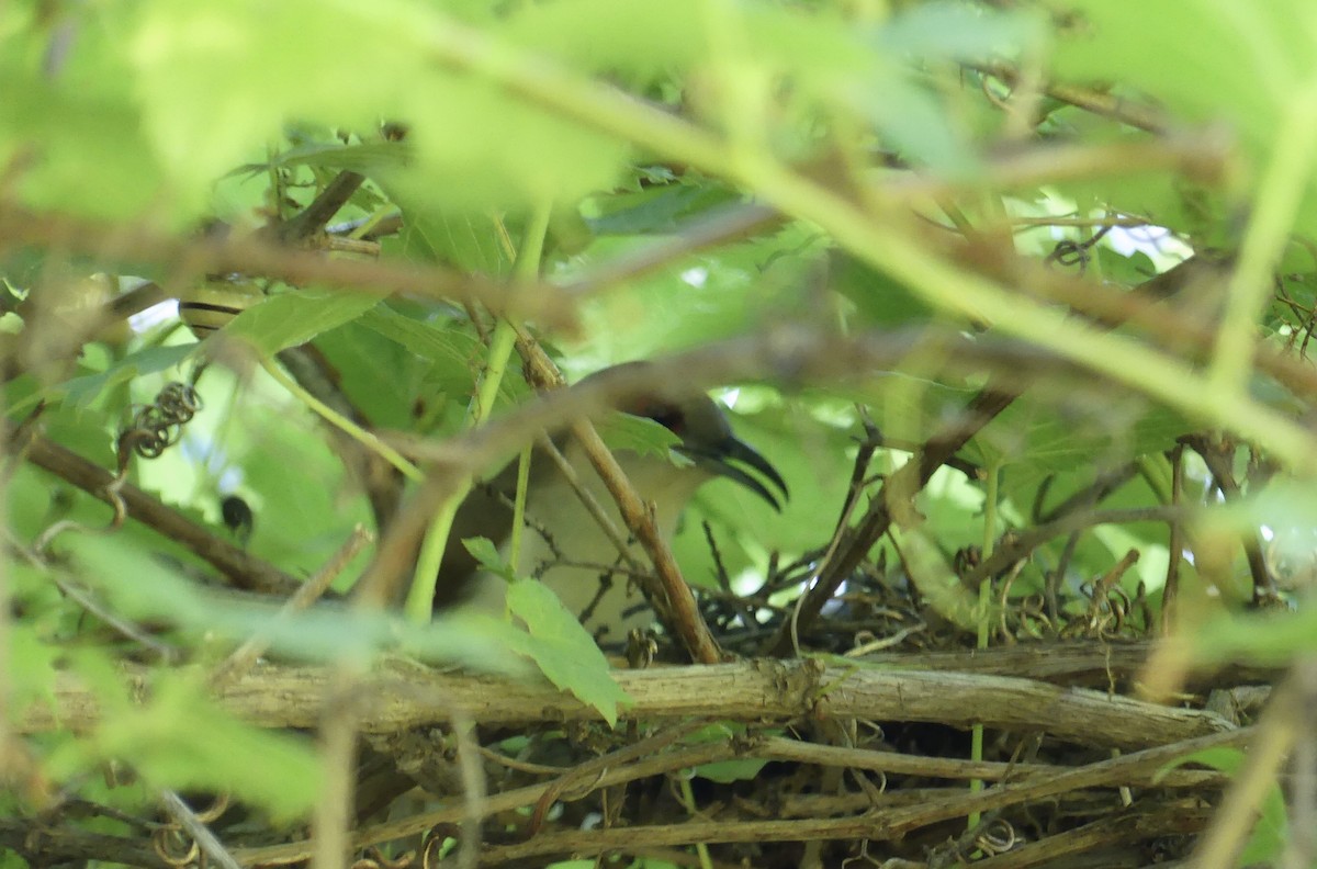 Black-billed Cuckoo - ML460253871