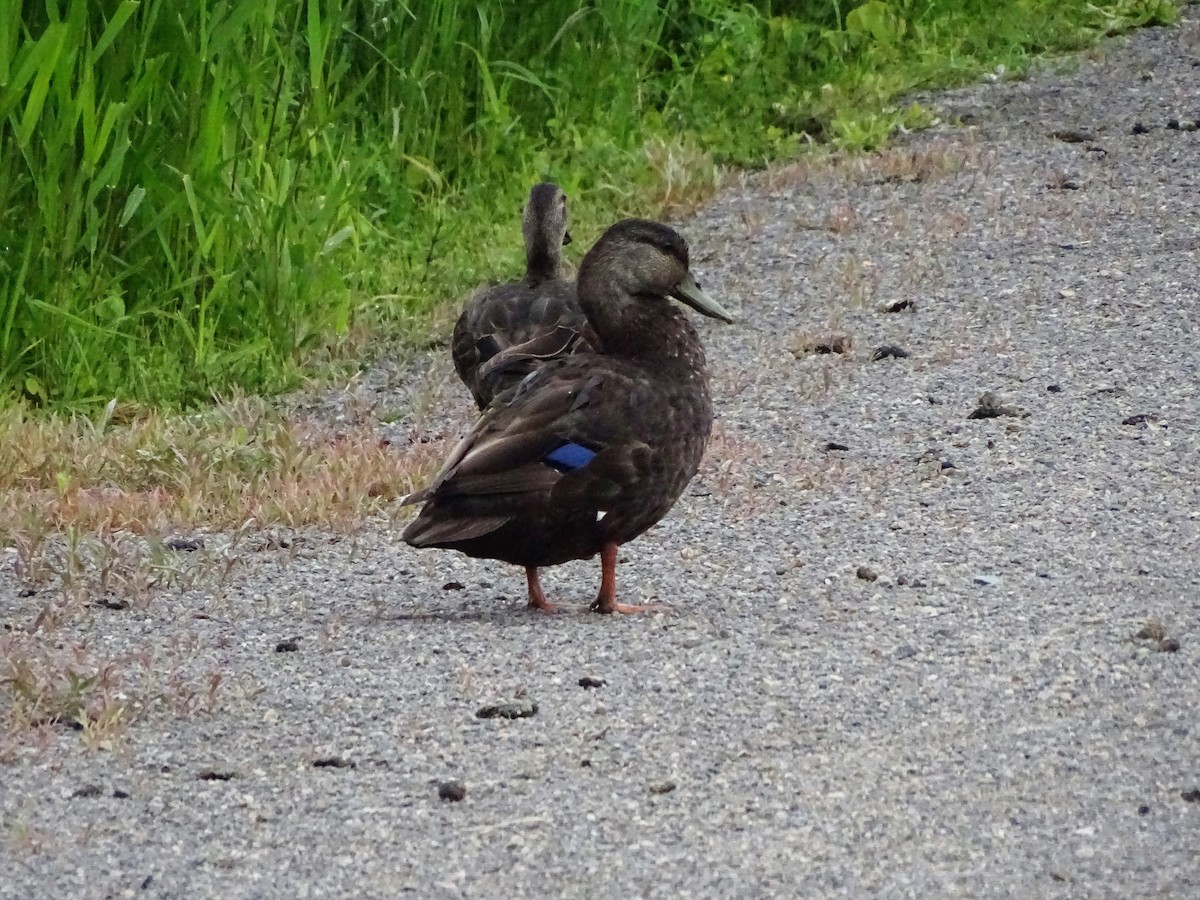 American Black Duck - Pierre André