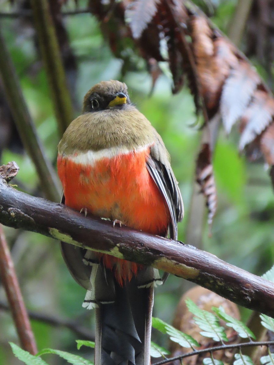 Collared Trogon - ML460254421