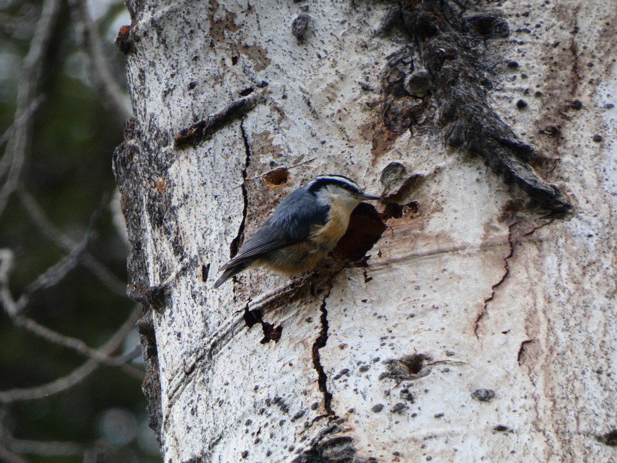 Red-breasted Nuthatch - ML460255251