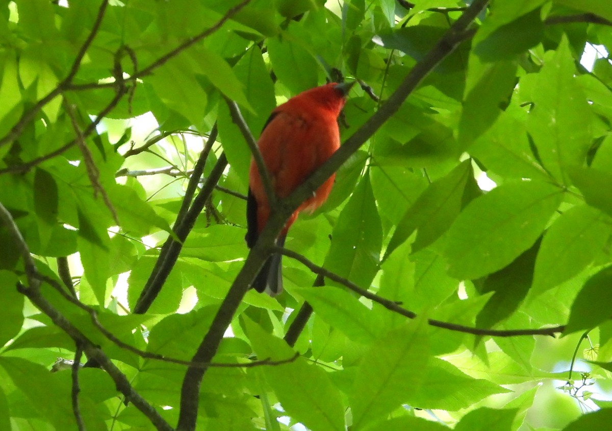 Scarlet Tanager - ML460255541