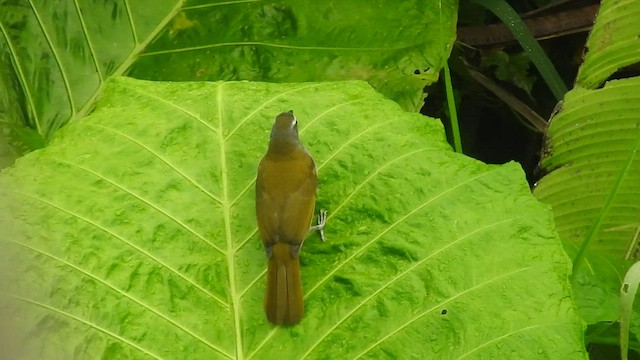 Buff-throated Saltator - ML460258001