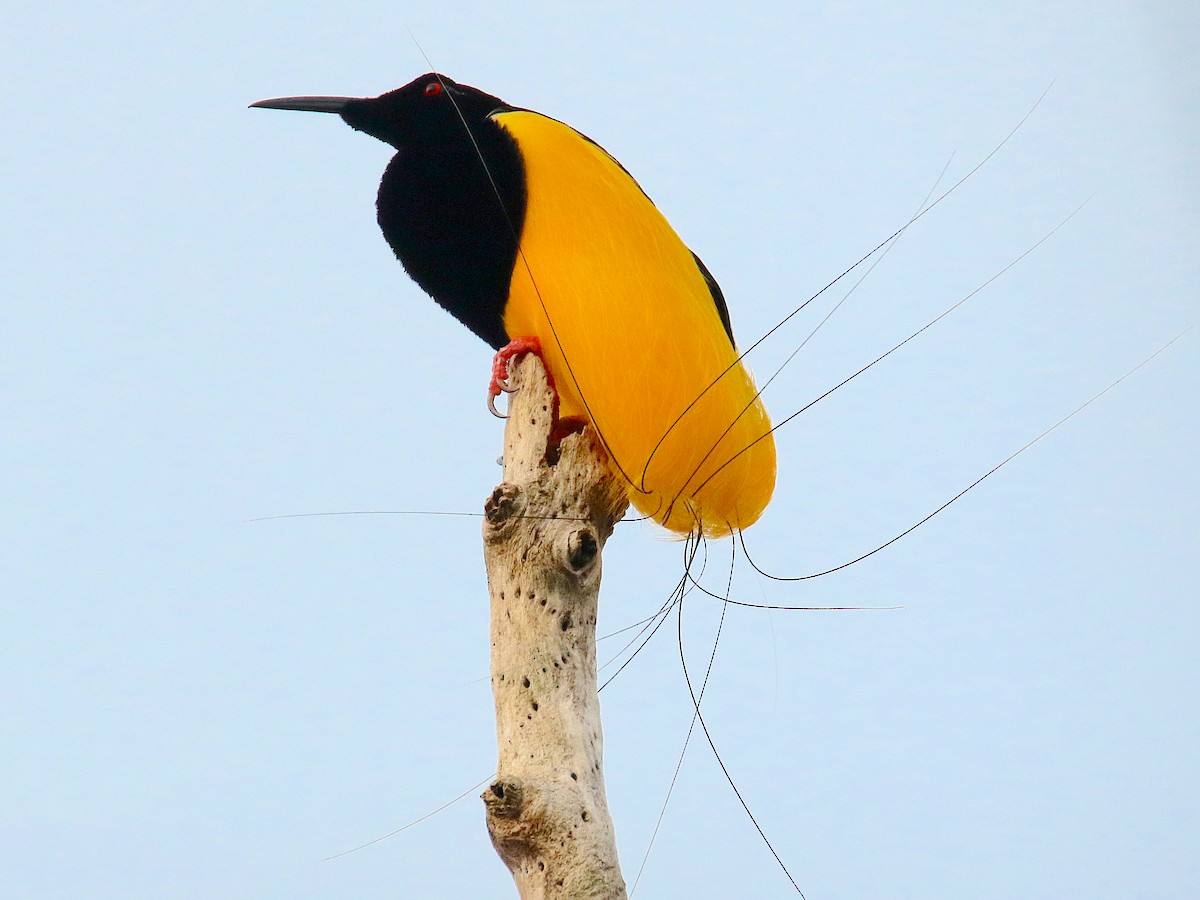 YELLOW BIRD Photos - Twelve-wired Bird-of-Paradise - Seleucidis melanoleucus